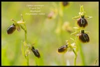 Ophrys-aesculapii2
